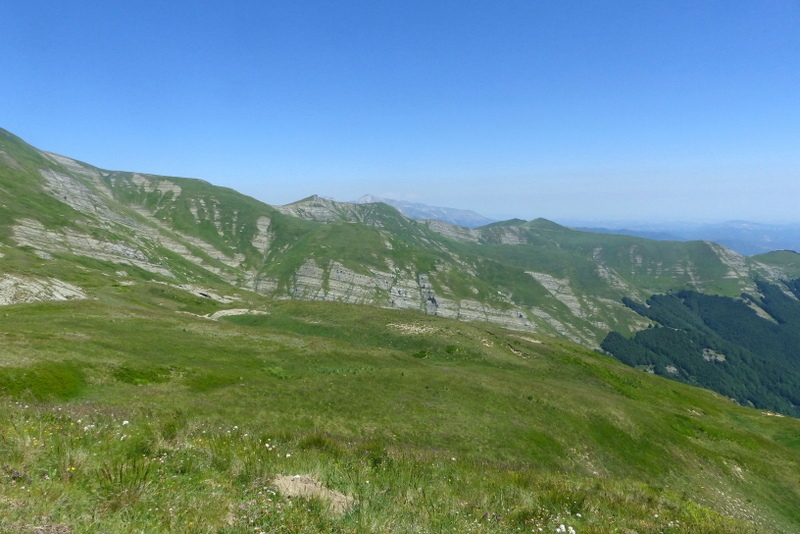La Nigritella widderi a Pizzo di Sevo e Cima Lepri  -  luglio 2025